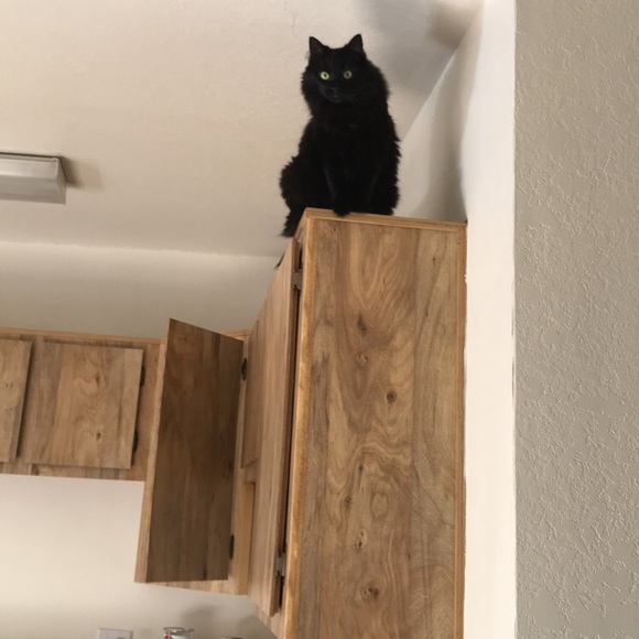 Cat - Picture 5 of 6